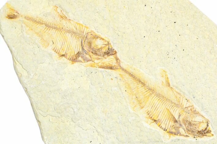 Plate of Two Fossil Fish (Diplomystus) - Wyoming #360752